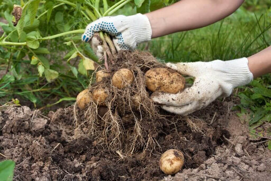 Healthy potatoes grown using the power of Root Pouch