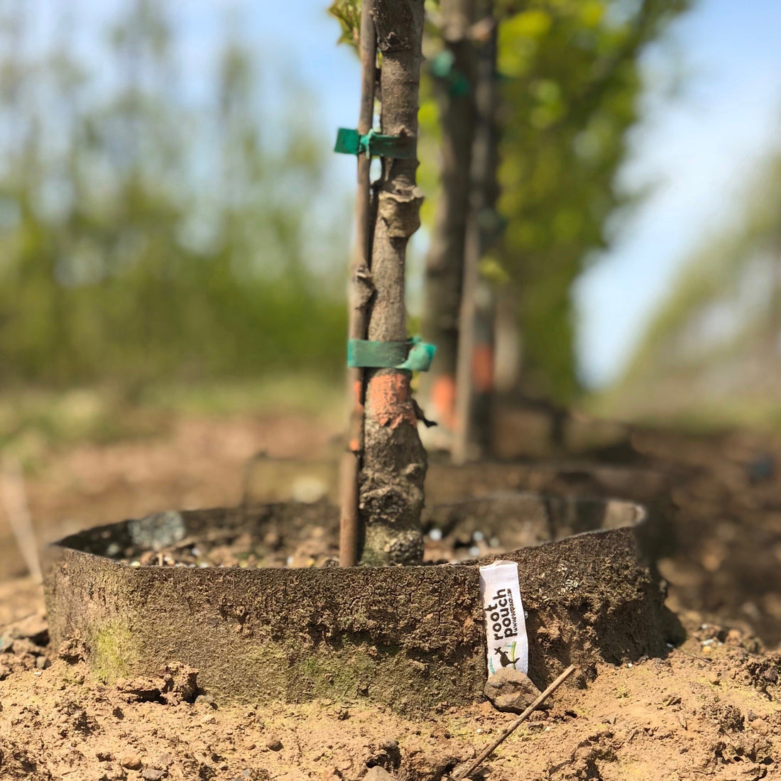 In-ground cultivation using Root Pouch's fabric plant pots