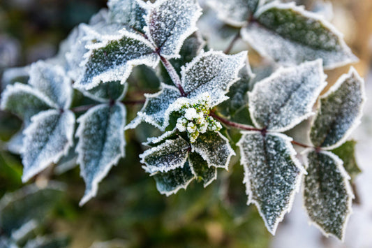 How to Prepare Your Garden for Winter: Eco-Friendly Tips for a Thriving Spring