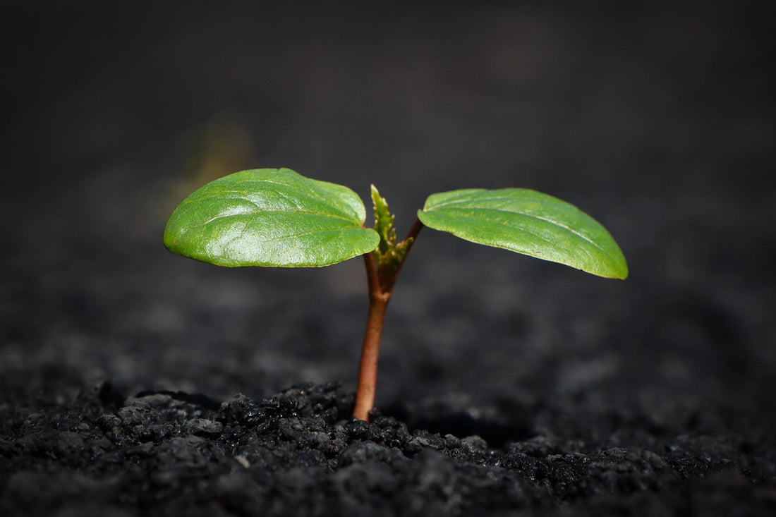 Regenerative Gardening: How to Build Healthy Soil and Boost Plant Growth Naturally