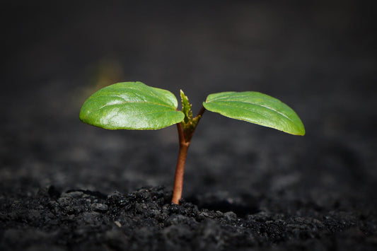 Regenerative Gardening: How to Build Healthy Soil and Boost Plant Growth Naturally