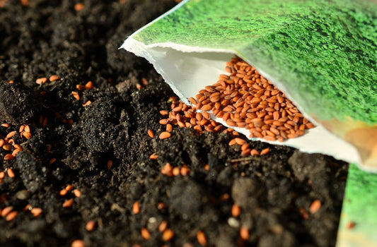 Seasonal Gardening Guide: What to Plant in Winter With Root Pouch