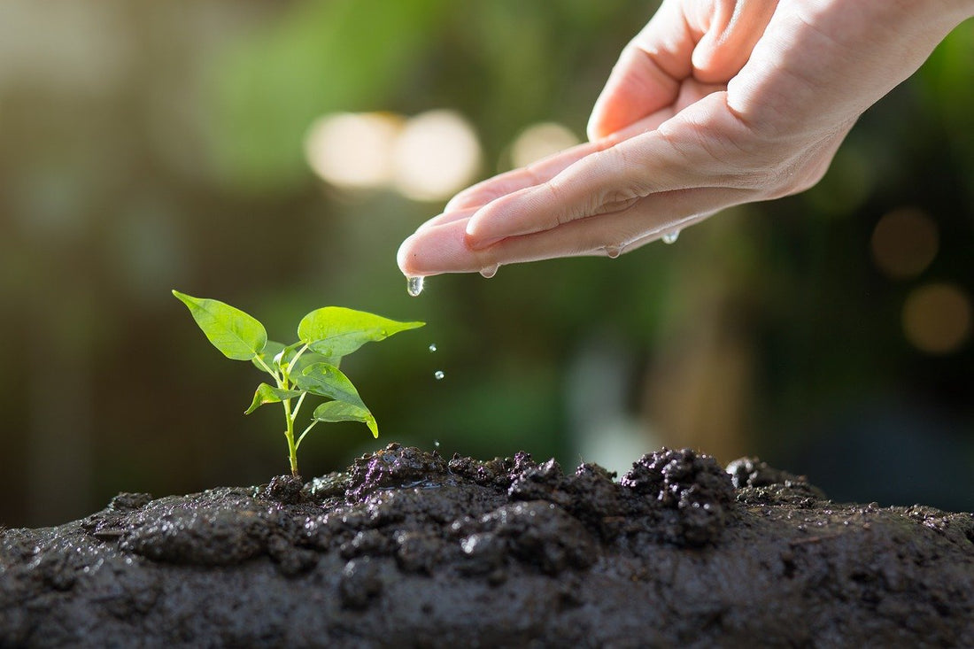Spring Gardening Guide: How to Kickstart a Thriving Garden This Season