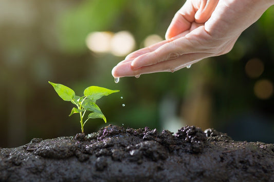 Spring Gardening Guide: How to Kickstart a Thriving Garden This Season