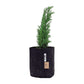 Root Pouch Black With Healthy Growing Plant